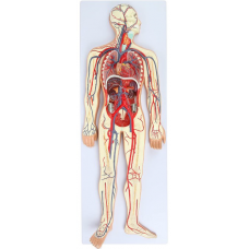 Human Circulatory System, 2 Parts